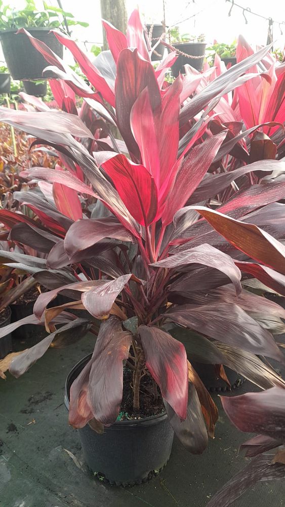cordyline-florida-ti-plant-cordyline-terminalis-dracaena-terminalis