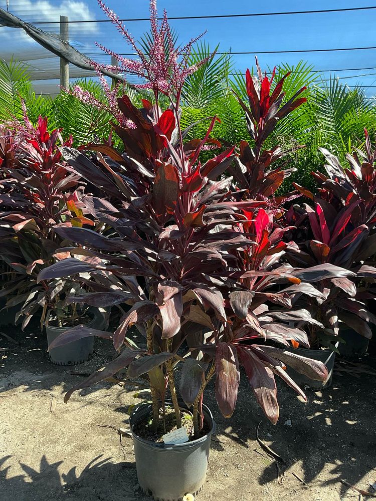 cordyline-florida-ti-plant-cordyline-terminalis-dracaena-terminalis