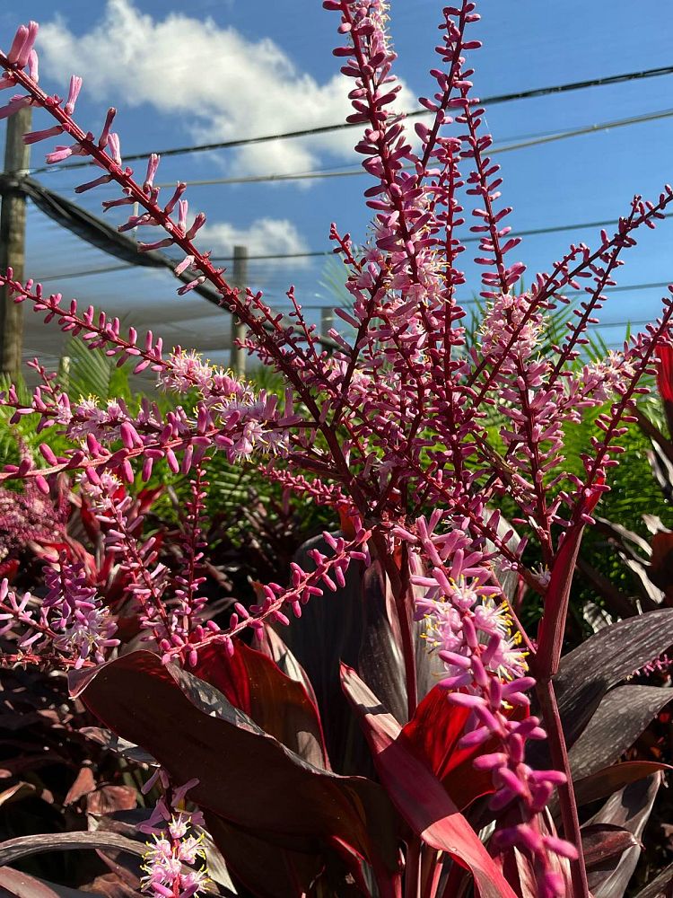 cordyline-florida-ti-plant-cordyline-terminalis-dracaena-terminalis