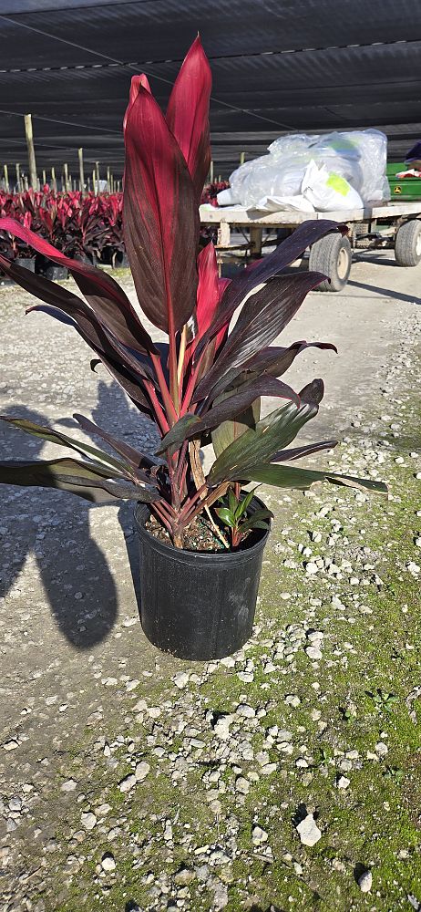 cordyline-florida-ti-plant-cordyline-terminalis-dracaena-terminalis