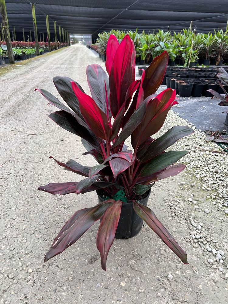cordyline-florida-ti-plant-cordyline-terminalis-dracaena-terminalis