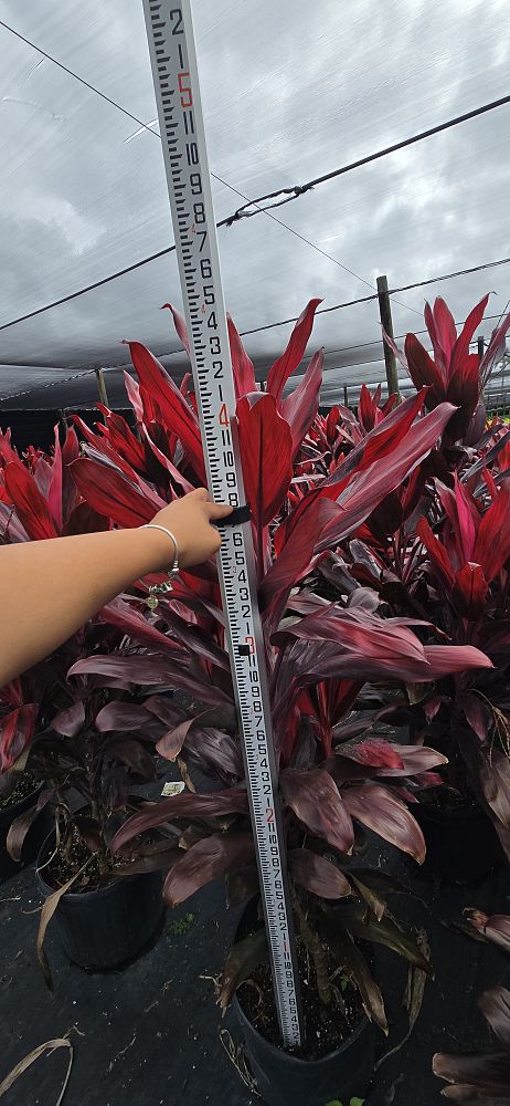 cordyline-florida-ti-plant-cordyline-terminalis-dracaena-terminalis