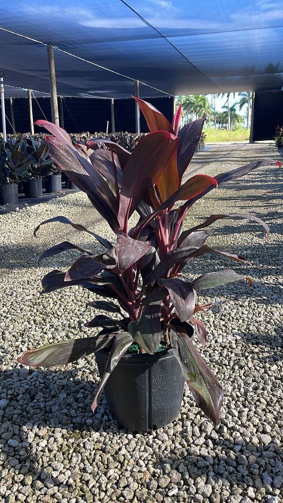 cordyline-florida-ti-plant-cordyline-terminalis-dracaena-terminalis