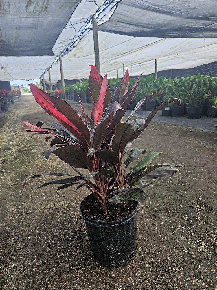 cordyline-florida-ti-plant-cordyline-terminalis-dracaena-terminalis