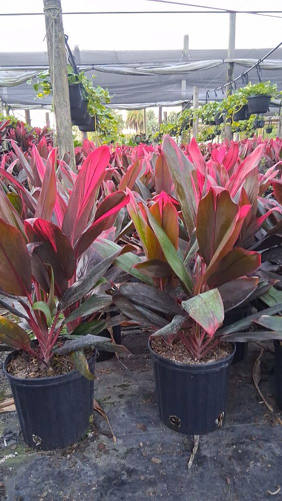 cordyline-florida-ti-plant-cordyline-terminalis-dracaena-terminalis