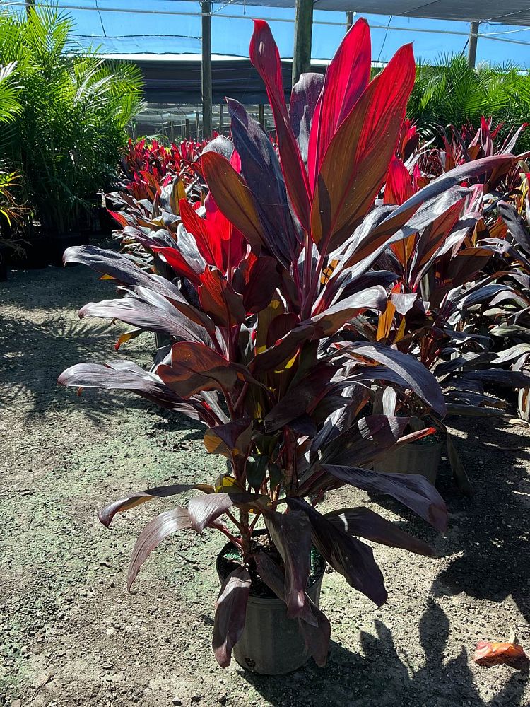 cordyline-florida-ti-plant-cordyline-terminalis-dracaena-terminalis