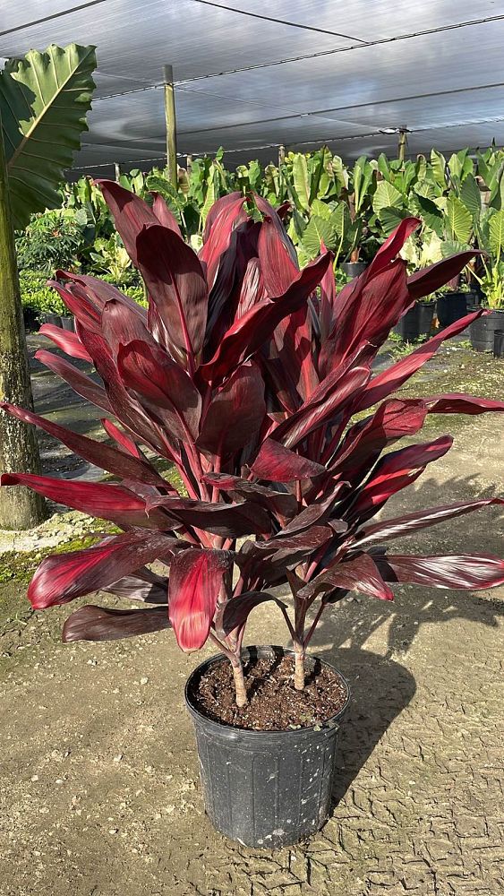 cordyline-florida-ti-plant-cordyline-terminalis-dracaena-terminalis
