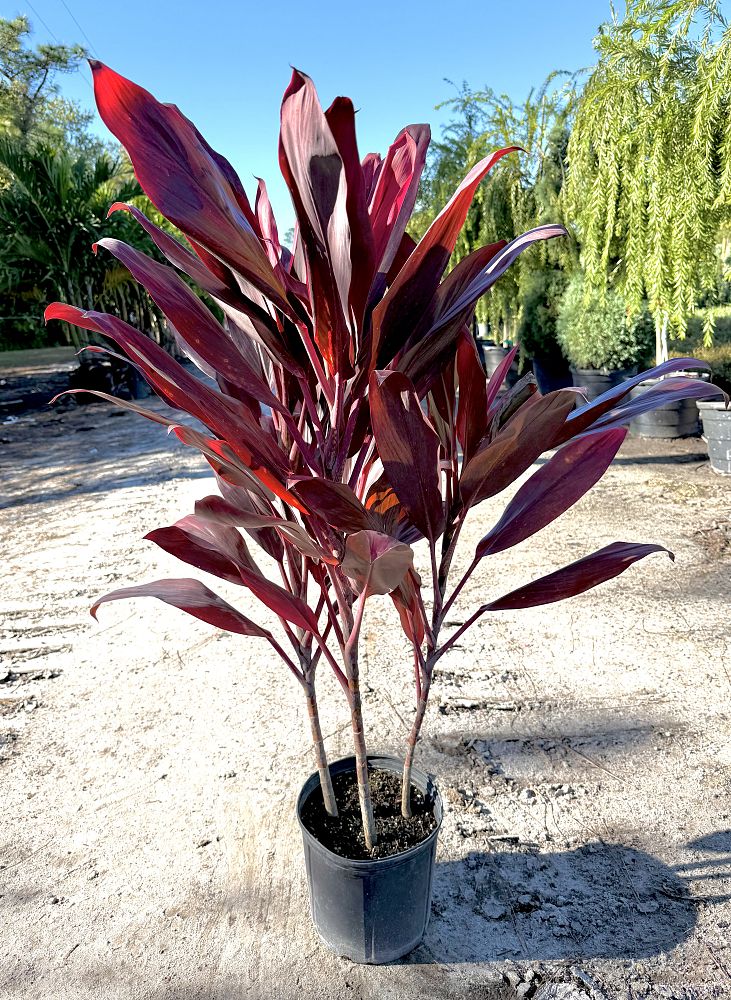 cordyline-florida-ti-plant-cordyline-terminalis-dracaena-terminalis