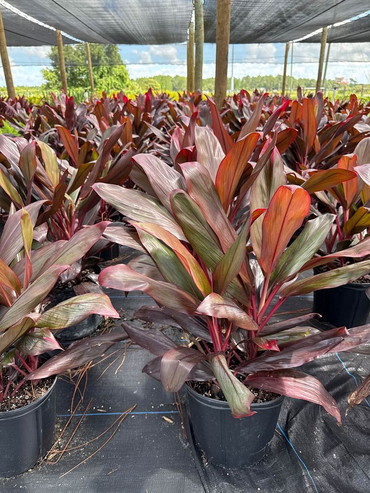 cordyline-florida-ti-plant-cordyline-terminalis-dracaena-terminalis