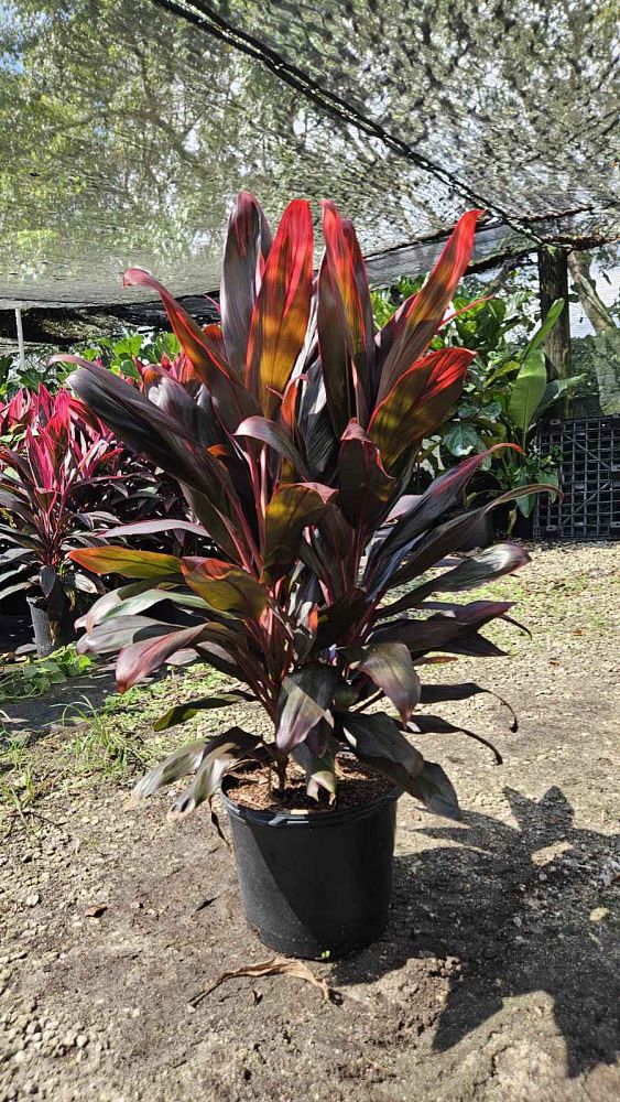 cordyline-florida-ti-plant-cordyline-terminalis-dracaena-terminalis