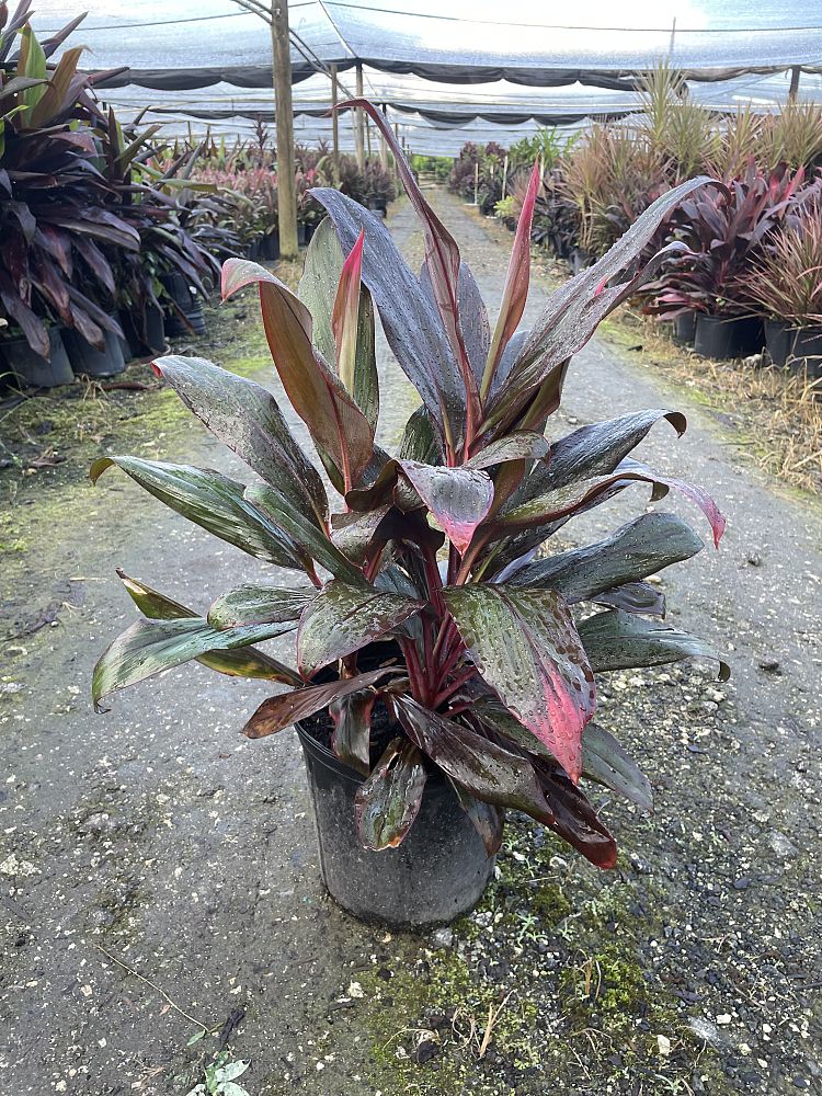 cordyline-florida-ti-plant-cordyline-terminalis-dracaena-terminalis