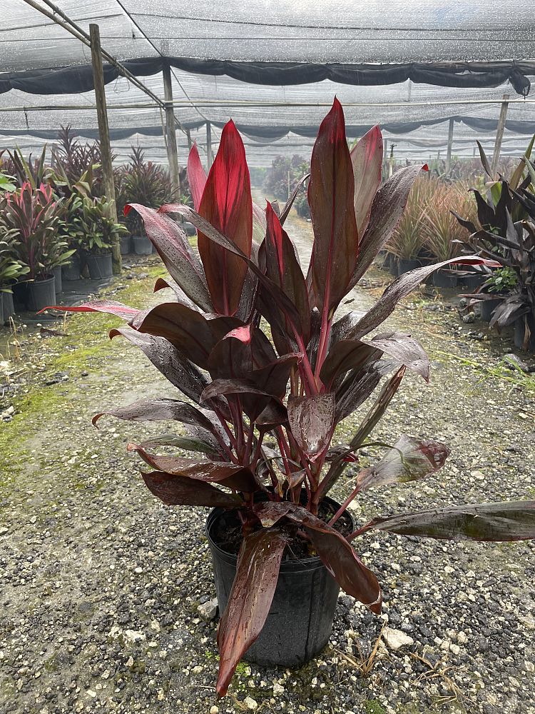 cordyline-florida-ti-plant-cordyline-terminalis-dracaena-terminalis
