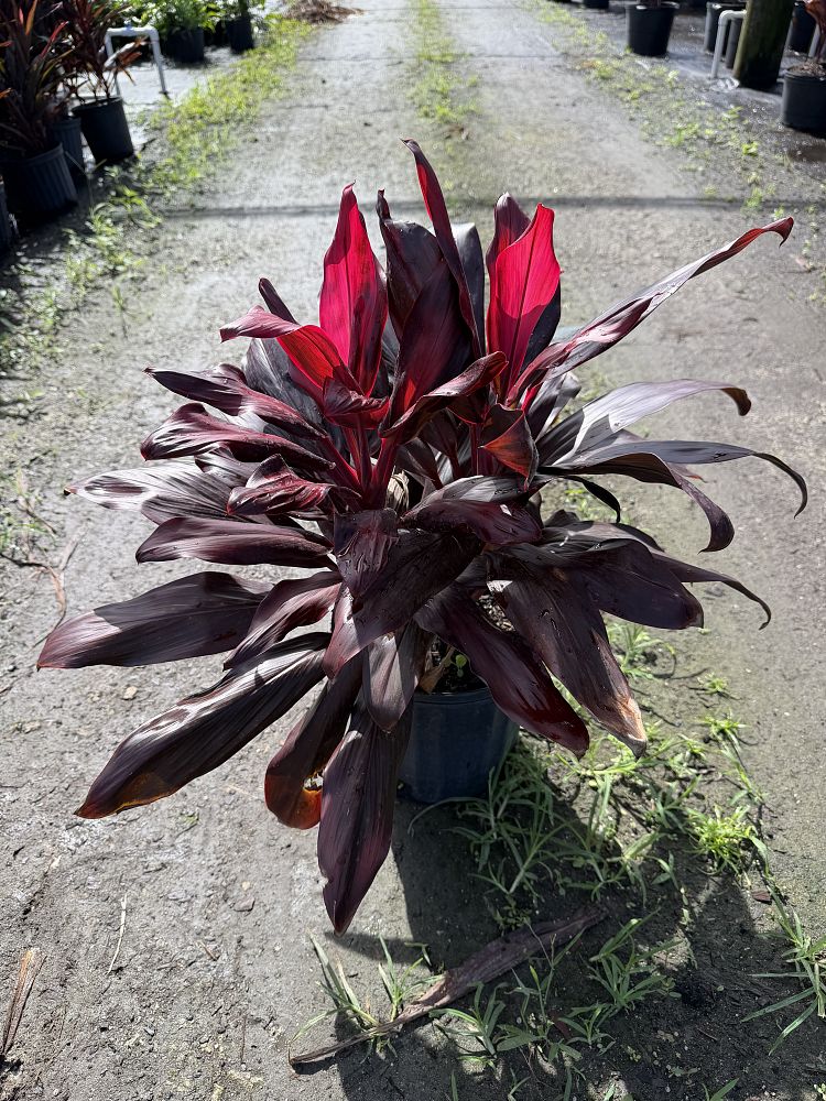 cordyline-florida-ti-plant-cordyline-terminalis-dracaena-terminalis