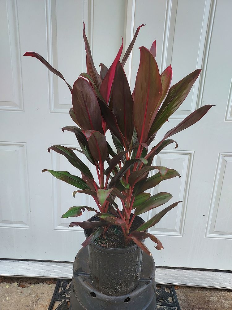 cordyline-florida-ti-plant-cordyline-terminalis-dracaena-terminalis