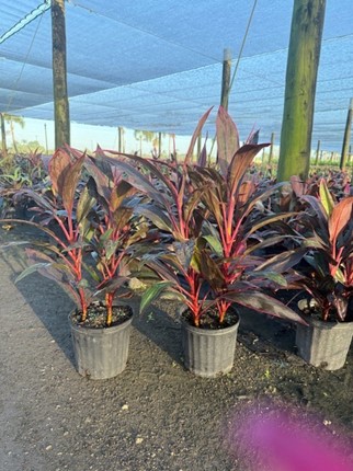 cordyline-florida-ti-plant-cordyline-terminalis-dracaena-terminalis