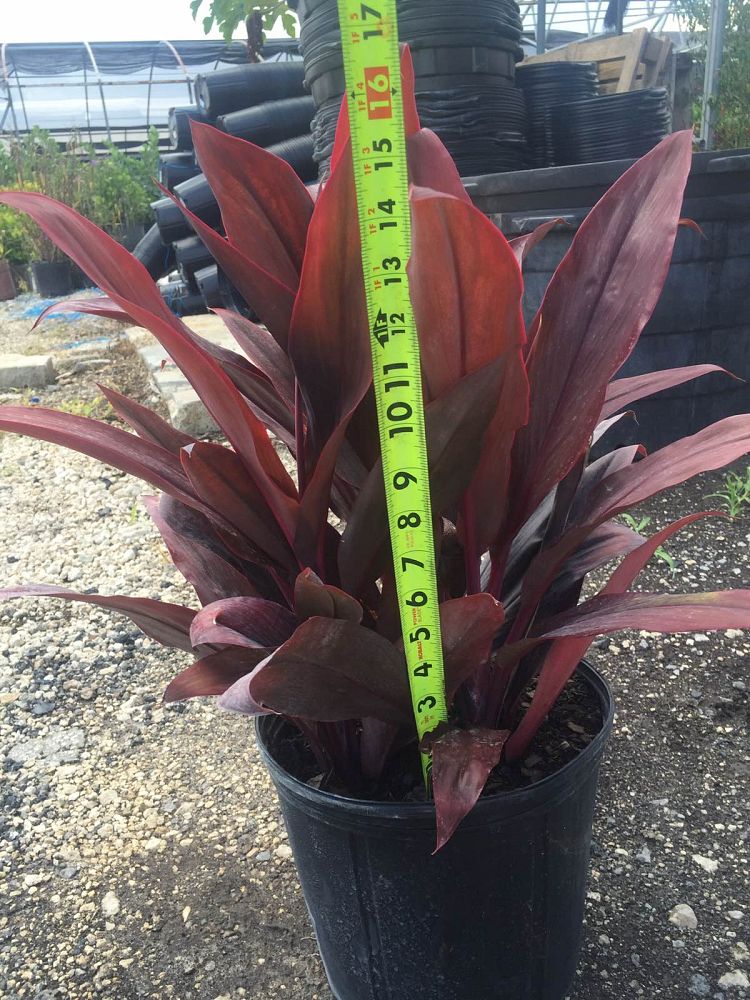 cordyline-fruticosa-auntie-lou-ti-plant-cordyline-terminalis-dracaena-terminalis