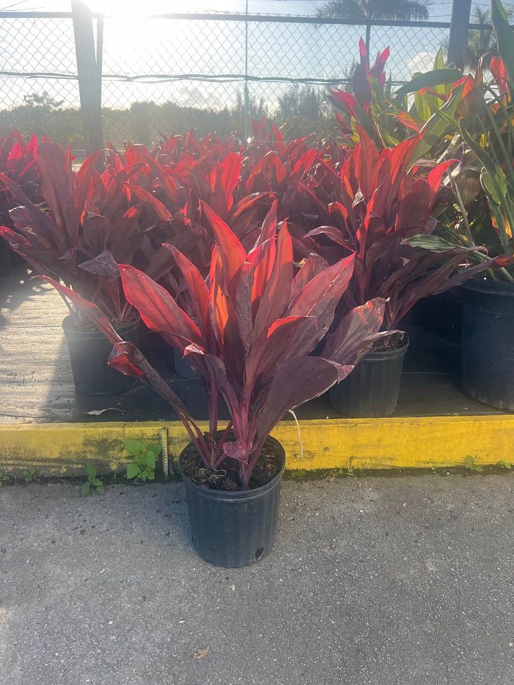 cordyline-fruticosa-auntie-lou-ti-plant-cordyline-terminalis-dracaena-terminalis