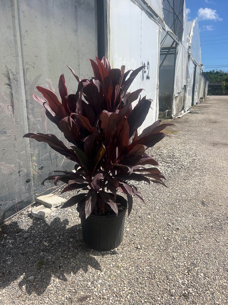 cordyline-fruticosa-auntie-lou-ti-plant-cordyline-terminalis-dracaena-terminalis