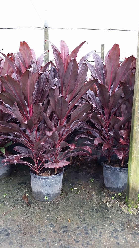 cordyline-fruticosa-auntie-lou-ti-plant-cordyline-terminalis-dracaena-terminalis