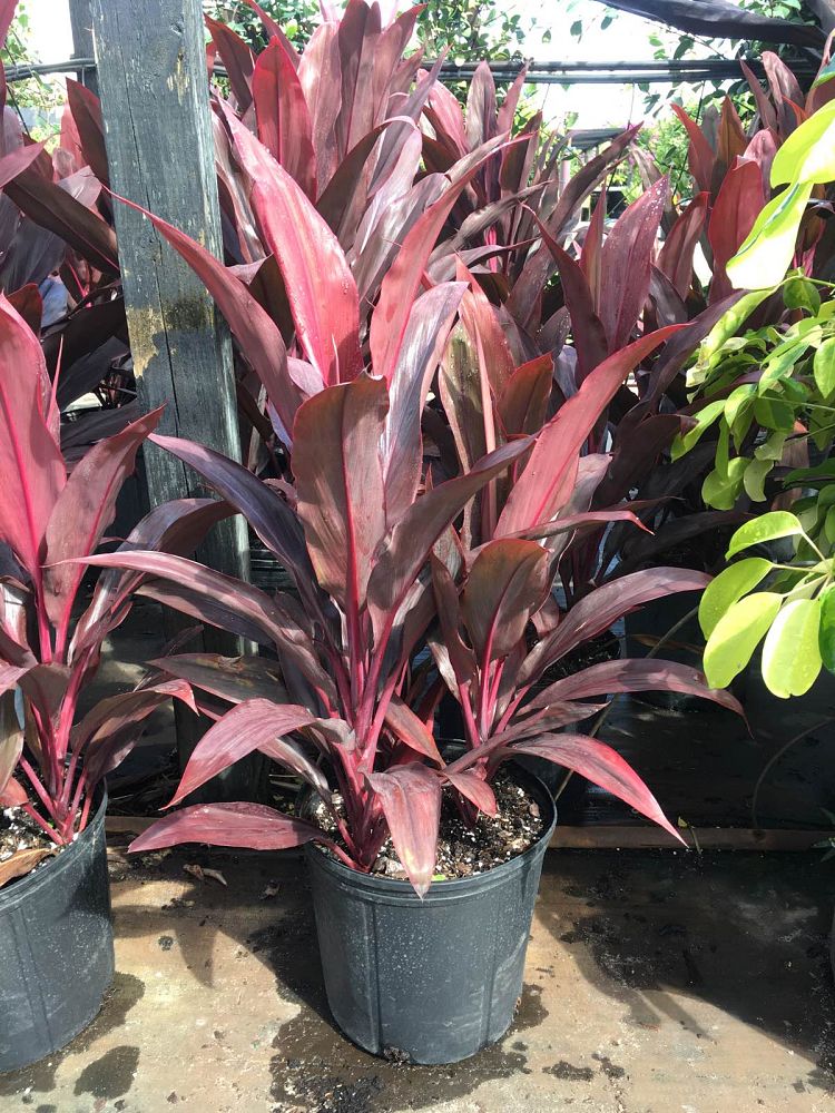 cordyline-fruticosa-auntie-lou-ti-plant-cordyline-terminalis-dracaena-terminalis