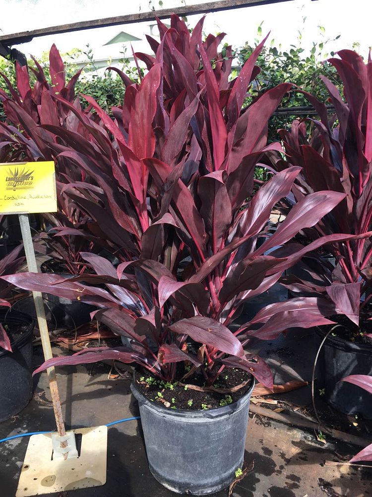 cordyline-fruticosa-auntie-lou-ti-plant-cordyline-terminalis-dracaena-terminalis