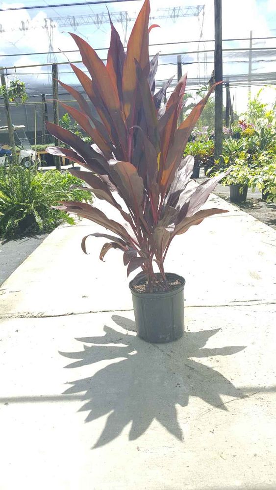 cordyline-fruticosa-auntie-lou-ti-plant-cordyline-terminalis-dracaena-terminalis