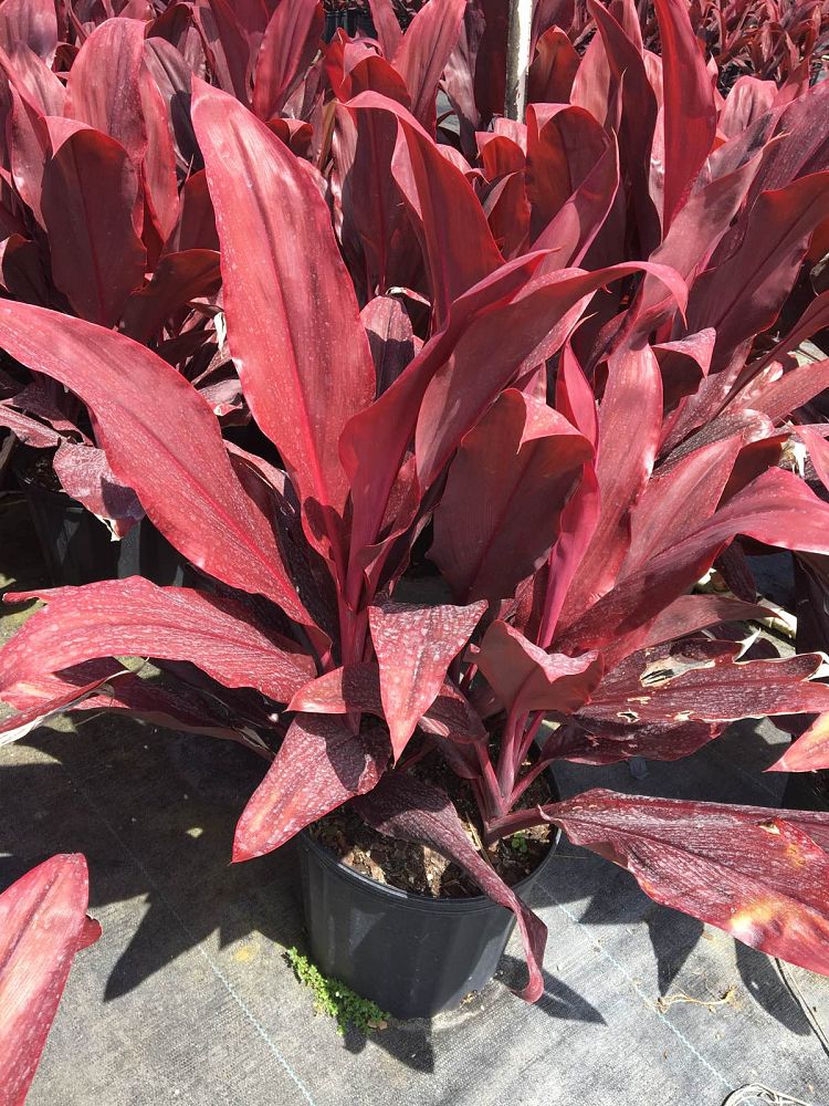 cordyline-fruticosa-auntie-lou-ti-plant-cordyline-terminalis-dracaena-terminalis