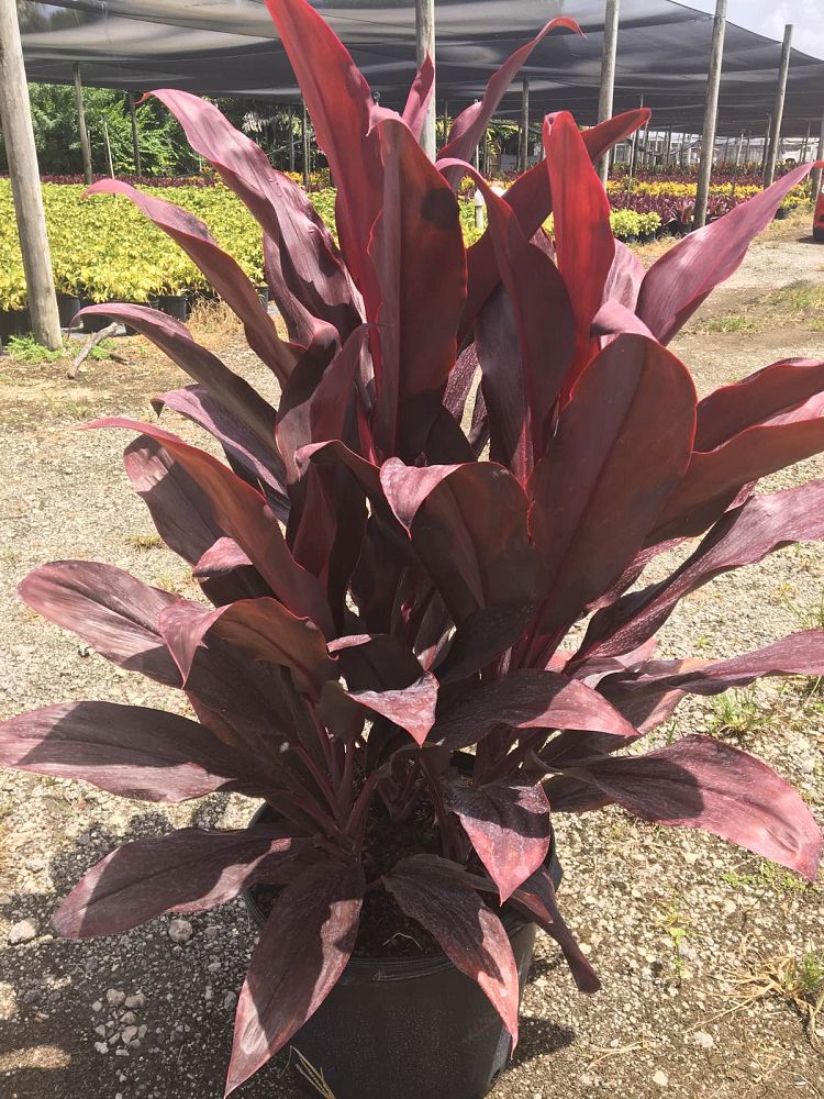 cordyline-fruticosa-auntie-lou-ti-plant-cordyline-terminalis-dracaena-terminalis