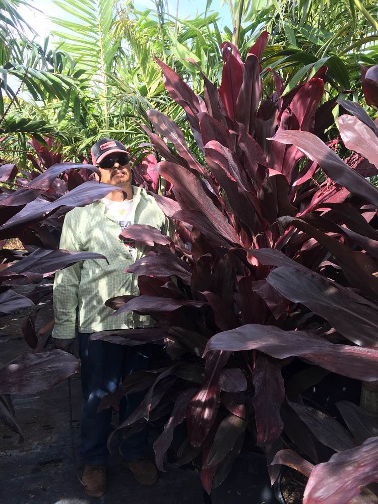 cordyline-fruticosa-auntie-lou-ti-plant-cordyline-terminalis-dracaena-terminalis