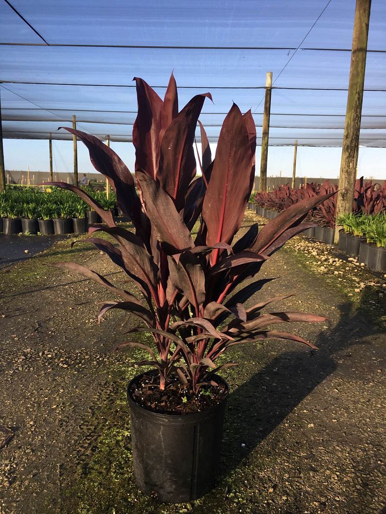 cordyline-fruticosa-auntie-lou-ti-plant-cordyline-terminalis-dracaena-terminalis