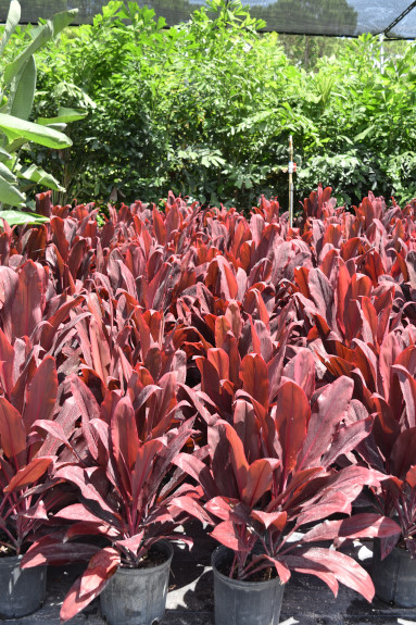 cordyline-fruticosa-auntie-lou-ti-plant-cordyline-terminalis-dracaena-terminalis