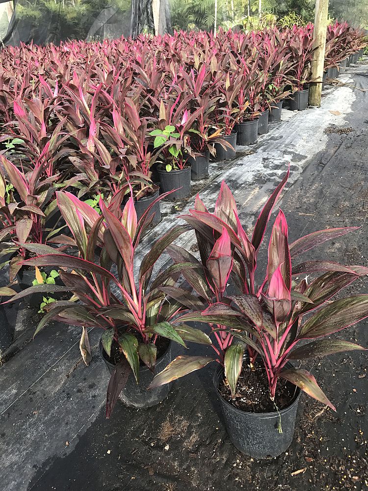 PLANT DEPOT LLC  plantANT.com