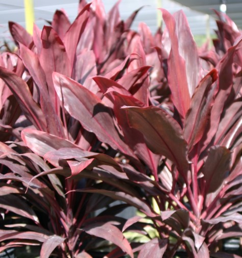 cordyline-fruticosa-auntie-lou-ti-plant-cordyline-terminalis-dracaena-terminalis