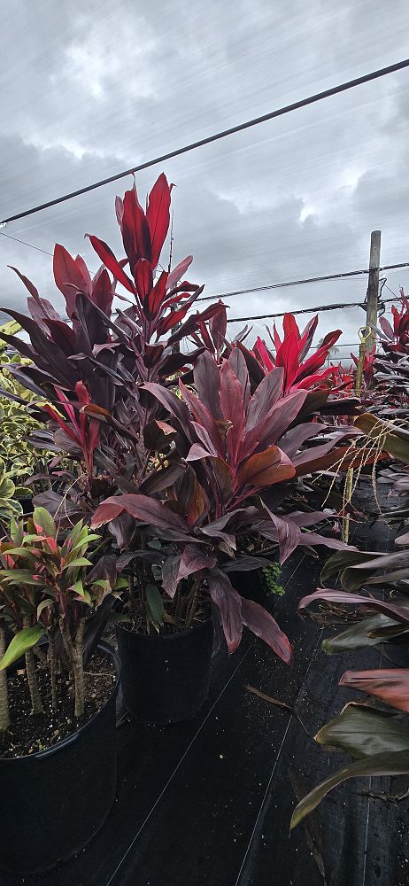cordyline-fruticosa-auntie-lou-ti-plant-cordyline-terminalis-dracaena-terminalis