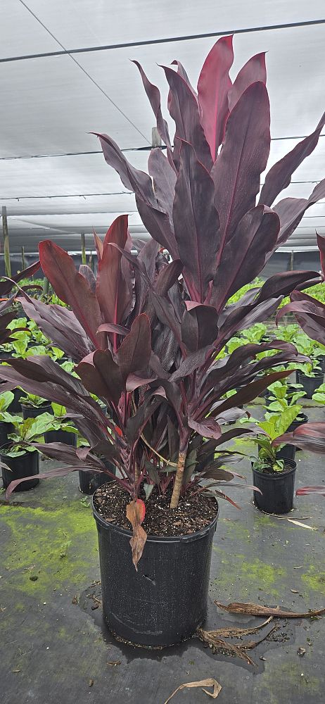 cordyline-fruticosa-auntie-lou-ti-plant-cordyline-terminalis-dracaena-terminalis