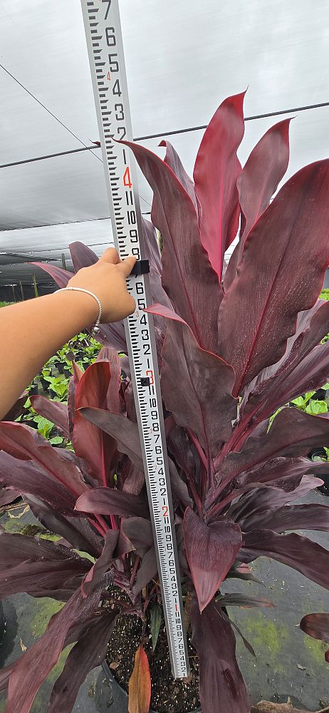 cordyline-fruticosa-auntie-lou-ti-plant-cordyline-terminalis-dracaena-terminalis