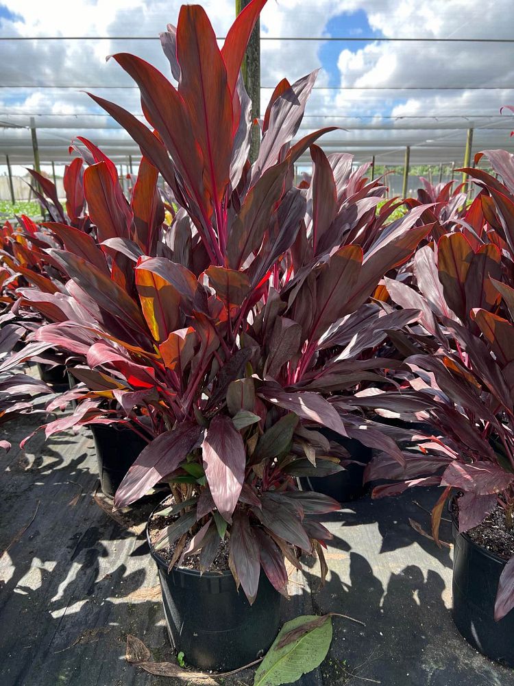 cordyline-fruticosa-auntie-lou-ti-plant-cordyline-terminalis-dracaena-terminalis