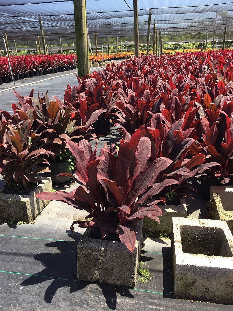 cordyline-fruticosa-auntie-lou-ti-plant-cordyline-terminalis-dracaena-terminalis