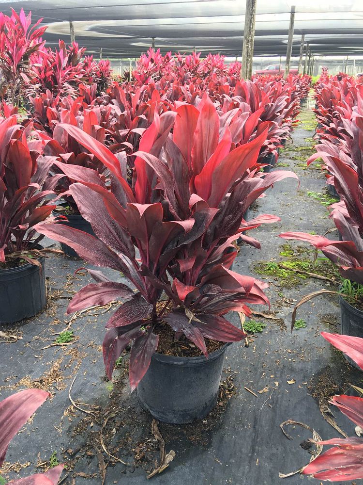 cordyline-fruticosa-auntie-lou-ti-plant-cordyline-terminalis-dracaena-terminalis