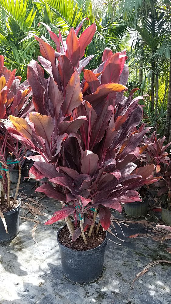 cordyline-fruticosa-auntie-lou-ti-plant-cordyline-terminalis-dracaena-terminalis