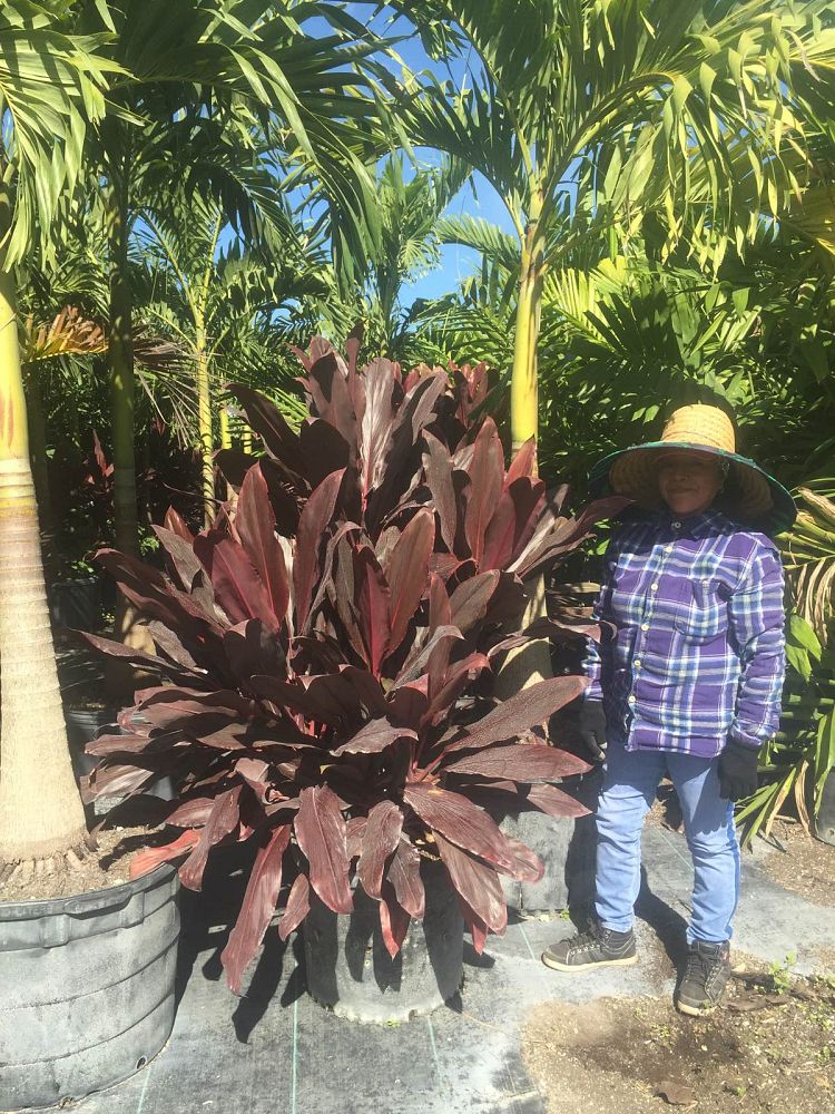 cordyline-fruticosa-auntie-lou-ti-plant-cordyline-terminalis-dracaena-terminalis