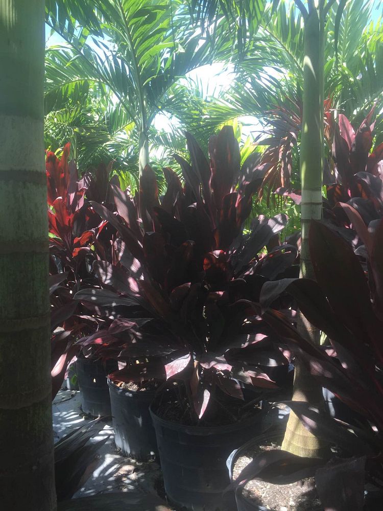 cordyline-fruticosa-auntie-lou-ti-plant-cordyline-terminalis-dracaena-terminalis