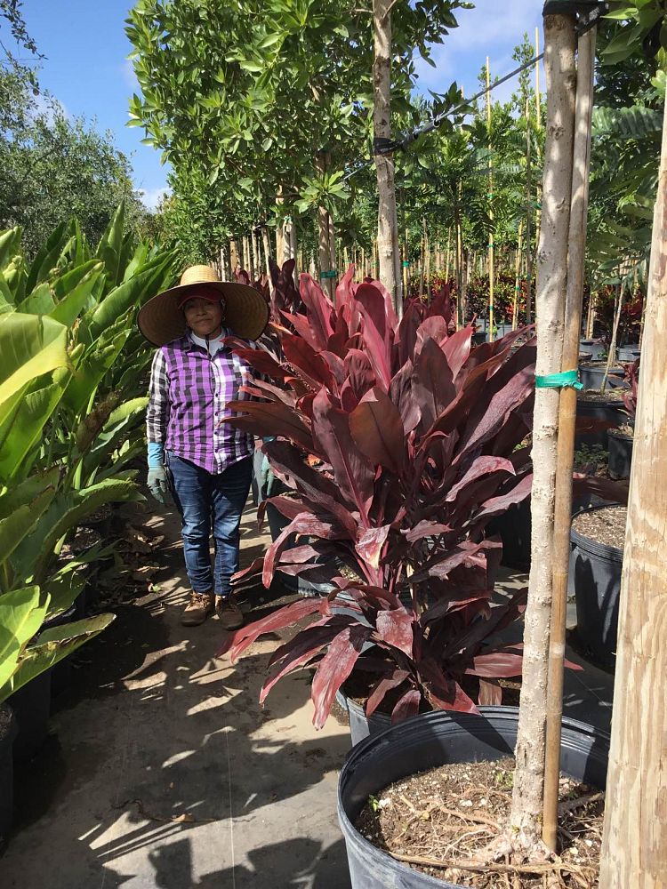 cordyline-fruticosa-auntie-lou-ti-plant-cordyline-terminalis-dracaena-terminalis