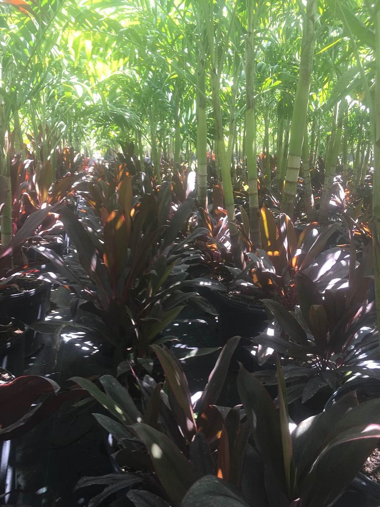 cordyline-fruticosa-auntie-lou-ti-plant-cordyline-terminalis-dracaena-terminalis
