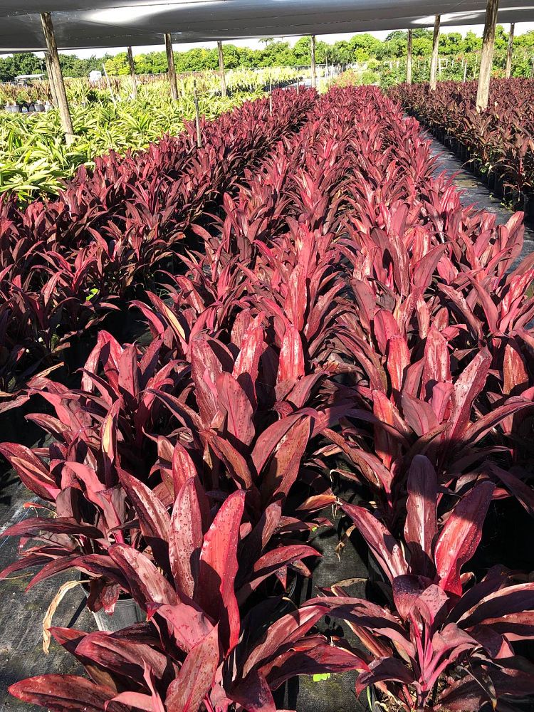 cordyline-fruticosa-auntie-lou-ti-plant-cordyline-terminalis-dracaena-terminalis