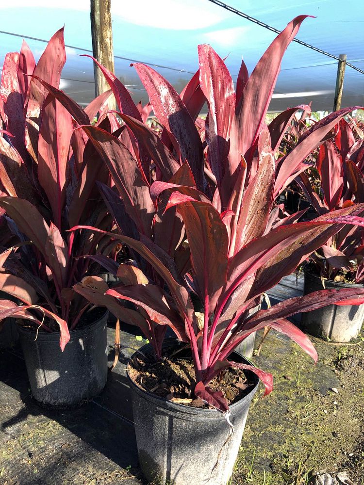 cordyline-fruticosa-auntie-lou-ti-plant-cordyline-terminalis-dracaena-terminalis