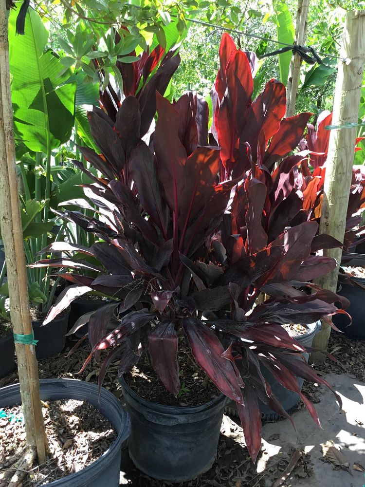 cordyline-fruticosa-auntie-lou-ti-plant-cordyline-terminalis-dracaena-terminalis