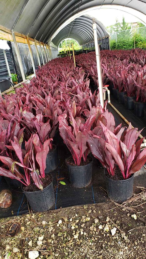 cordyline-fruticosa-auntie-lou-ti-plant-cordyline-terminalis-dracaena-terminalis