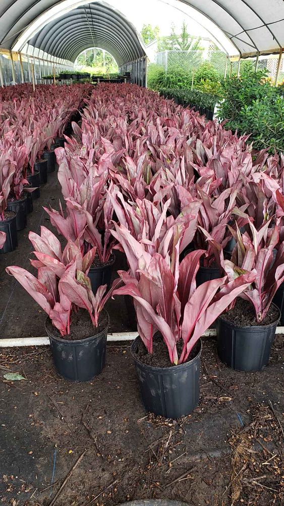 cordyline-fruticosa-auntie-lou-ti-plant-cordyline-terminalis-dracaena-terminalis