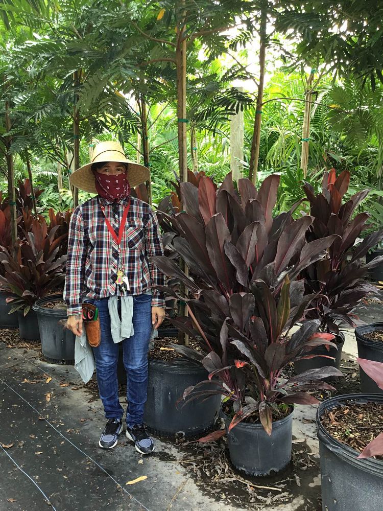 cordyline-fruticosa-auntie-lou-ti-plant-cordyline-terminalis-dracaena-terminalis